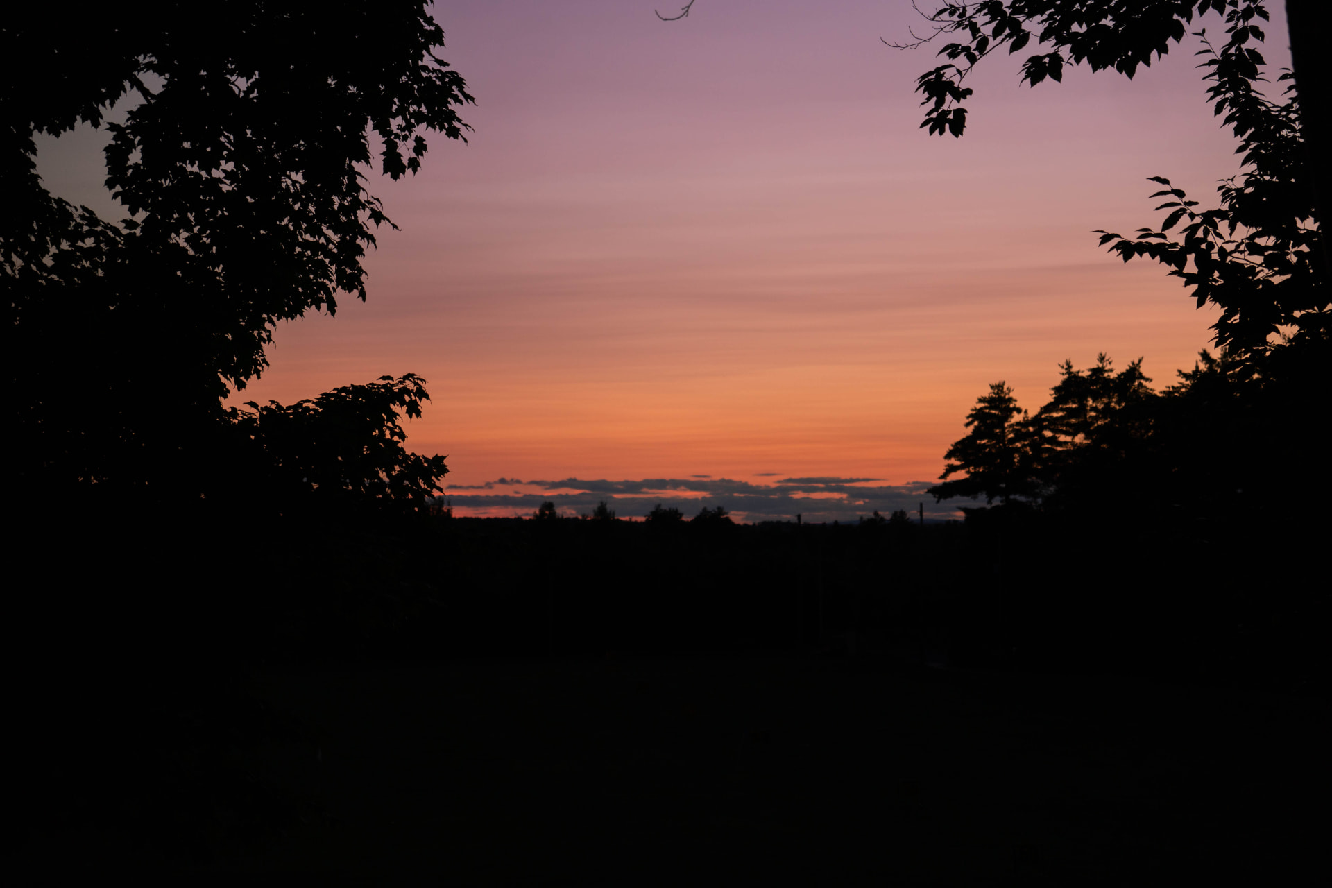 Coucher de soleil orangé et mauve derrière une ligne d'arbres